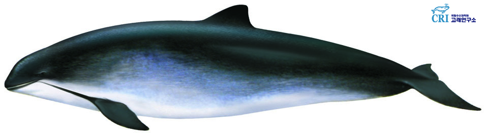 쇠돌고래 이미지