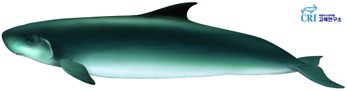 쇠향고래 이미지