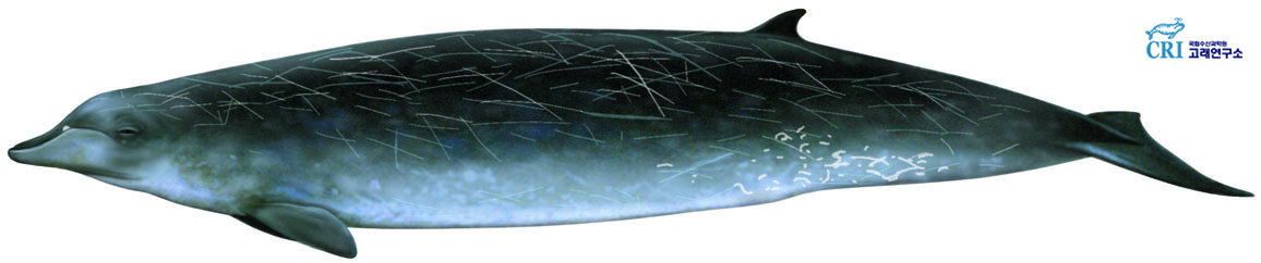은행이빨부리고래 이미지