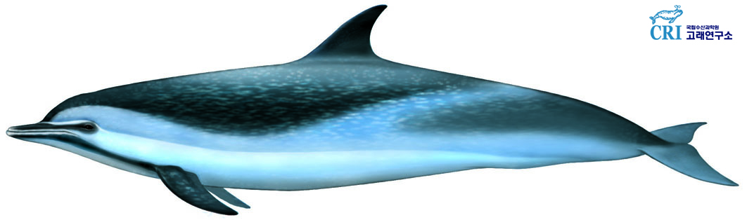 점박이돌고래 이미지