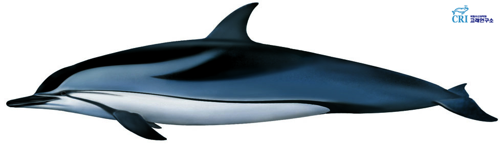 줄박이돌고래 이미지