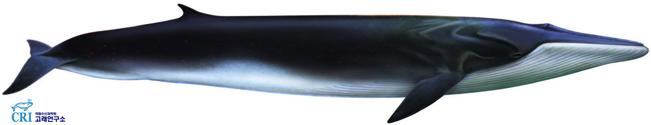 참고래 이미지