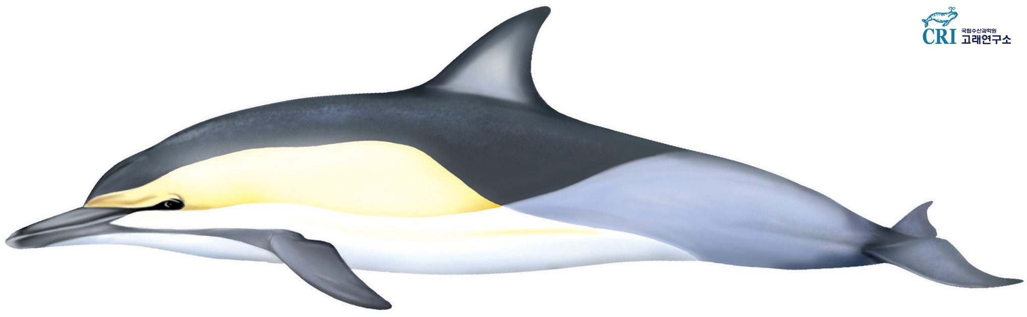 참돌고래 이미지
