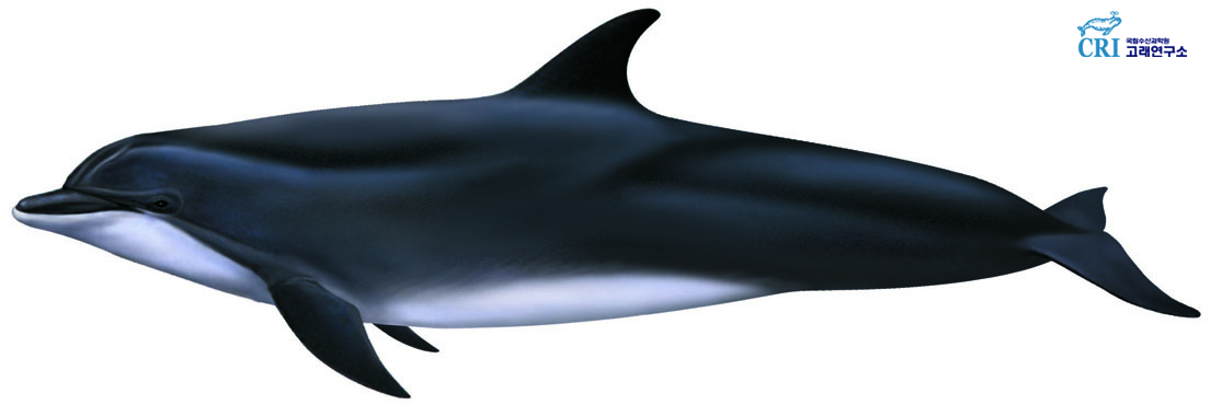 큰돌고래 이미지