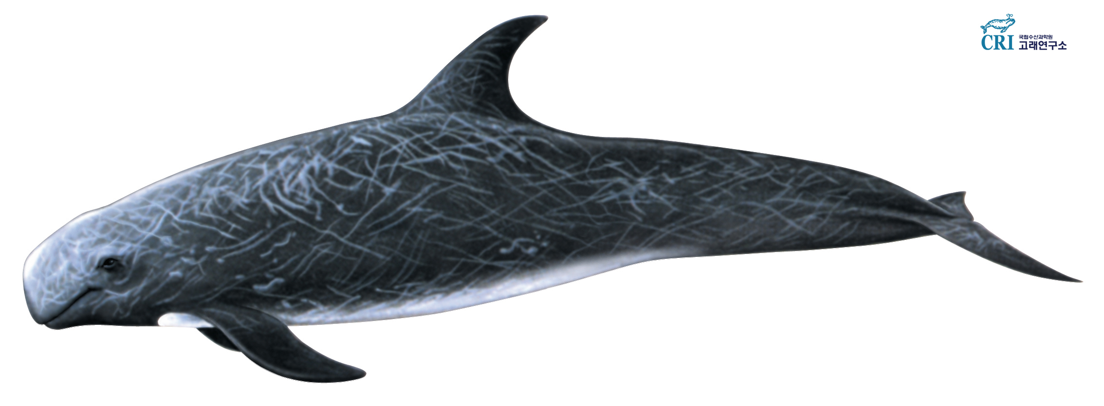 큰머리돌고래 이미지