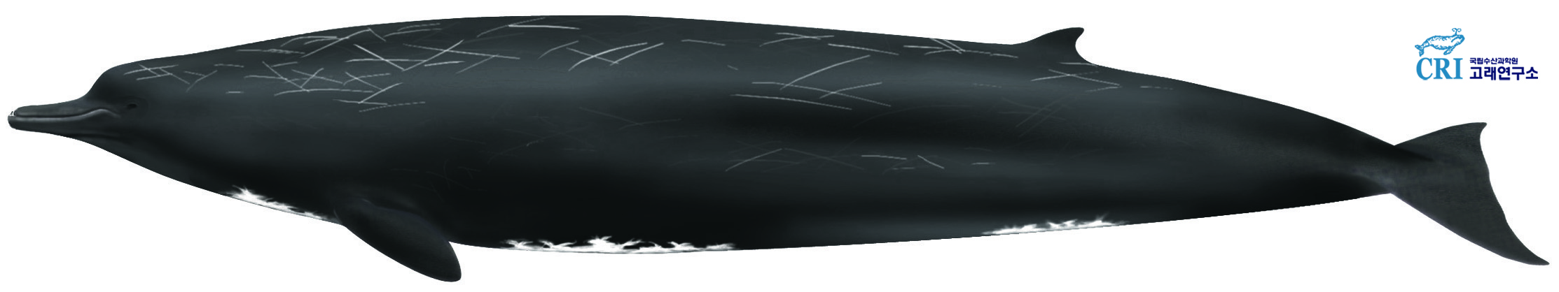 큰부리고래 이미지