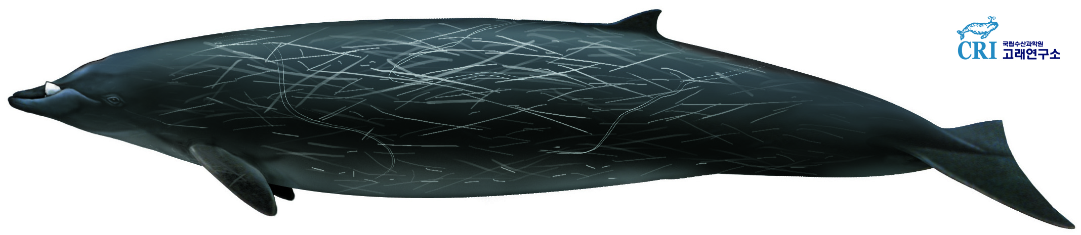 큰이빨부리고래 이미지