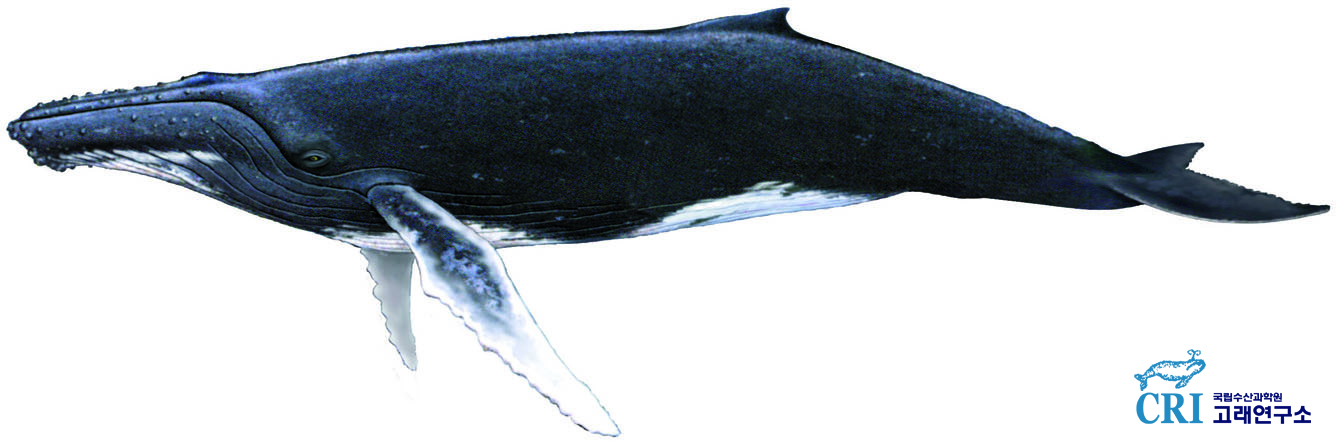 혹등고래 이미지