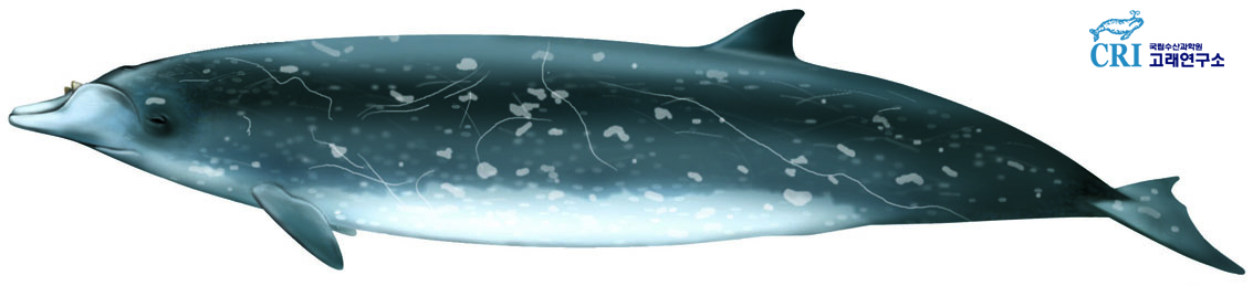 혹부리고래 이미지