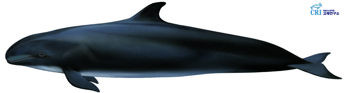 흑범고래 이미지