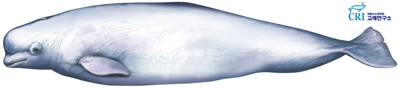 흰고래 이미지